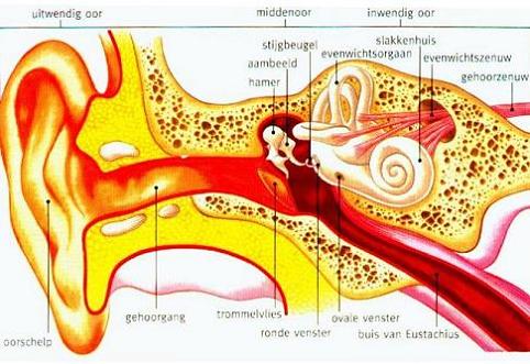 Het menselijke oor